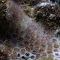 Lesser Starlet Coral