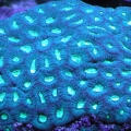 Favia Brain