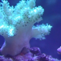 White Nepthia