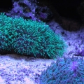 Green Star Polyps and Purple Rimmed Plate Coral