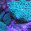 Metallic Green Mushrooms