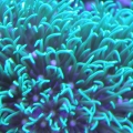 Green Star Polyps