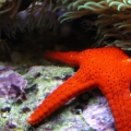 Red Bali Starfish