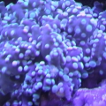 Green Tipped Frogspawn