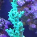 Green Sinularia