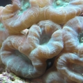 Caulastrea