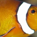 Ocellaris species or False Percula Clownfish