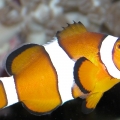 Ocellaris species or False Percula Clownfish