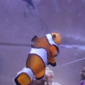 Ocellaris species or False Percula Clownfish