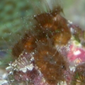 Carribean Cup Coral