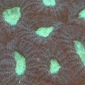 Favia Brain