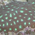 Favia Brain