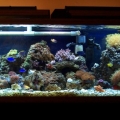 100 Gallon Reef Tank
