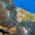 Our 100 Gallon Reef