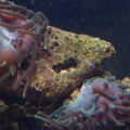 Our 100 Gallon Reef