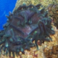 Our 100 Gallon Reef