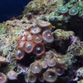 Our 100 Gallon Reef