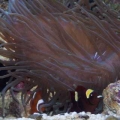 Our 100 Gallon Reef