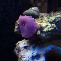 Our 100 Gallon Reef