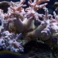 Our 100 Gallon Reef