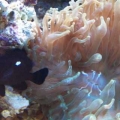 Our 100 Gallon Reef