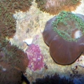 Our 100 Gallon Reef