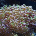 Our 100 Gallon Reef
