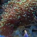 Our 100 Gallon Reef