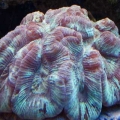 Our 100 Gallon Reef