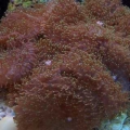 Our 100 Gallon Reef
