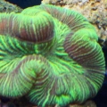 Our 100 Gallon Reef