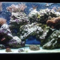 Just before tank was taken down & moved to 265 gal