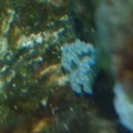 Nudibranch....very pretty!