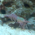 dead shrimp......