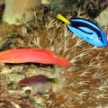Reef May 2007