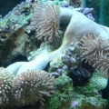 toadstool splitting into four
