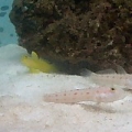 43 Litre 2.0 Gobies!