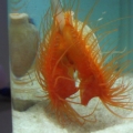Tank 3.0 introduced Flame Scallop