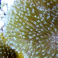 www.puresaltwater.com