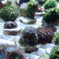 www.puresaltwater.com