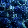 www.puresaltwater.com