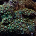 100 Gallon Reef