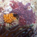 100 Gallon Reef