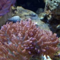 100 Gallon Reef