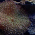 100 Gallon Reef