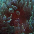 Our 100 Gallon Reef