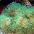 Our 100 Gallon Reef