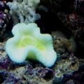 Our 100 Gallon Reef