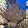 Our 100 Gallon Reef