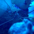 Arrow Crab